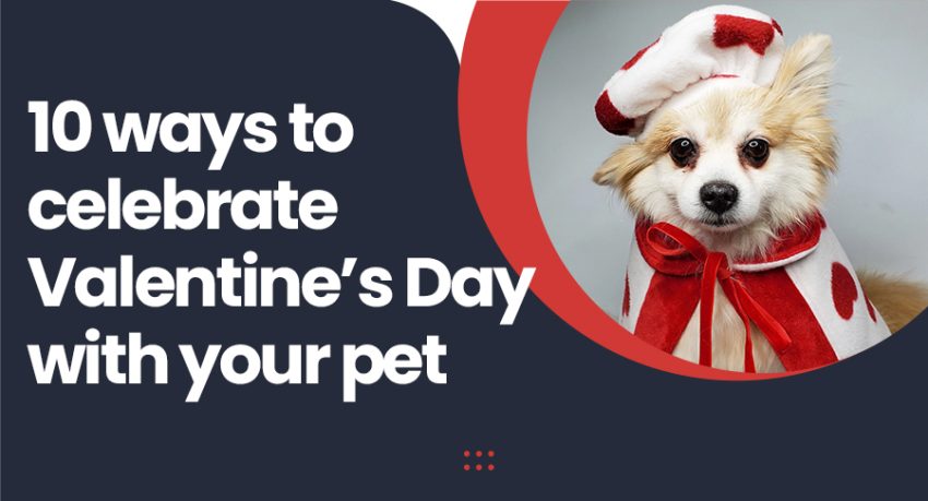 special valentines coupons for pet animal