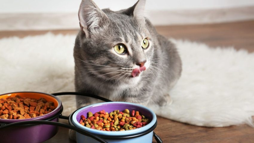10 Best Cat Foods To Ensure Good Health Of Your Cats